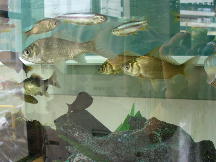 åŠçãã¡ã飌ã£ãŠããé