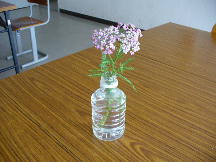 ãããããã«ã®äžèŒªãã