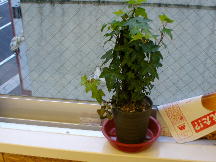 ã²ã£ãããšèŠ³èæ€ç©