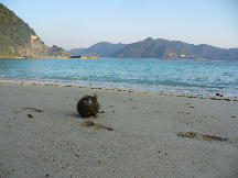 打ち上げられた椰子の実